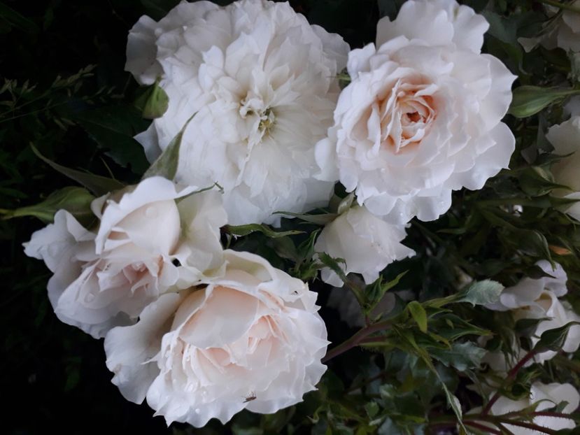  - Nadine Xella Ricci 1