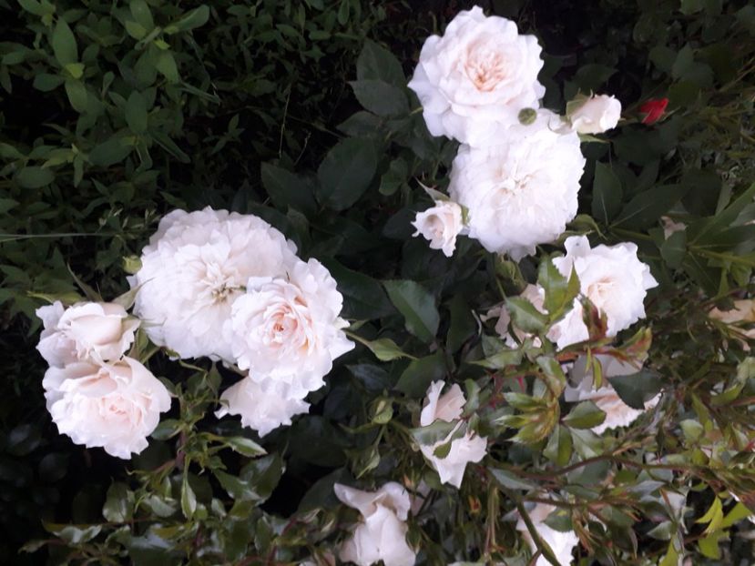  - Nadine Xella Ricci 1