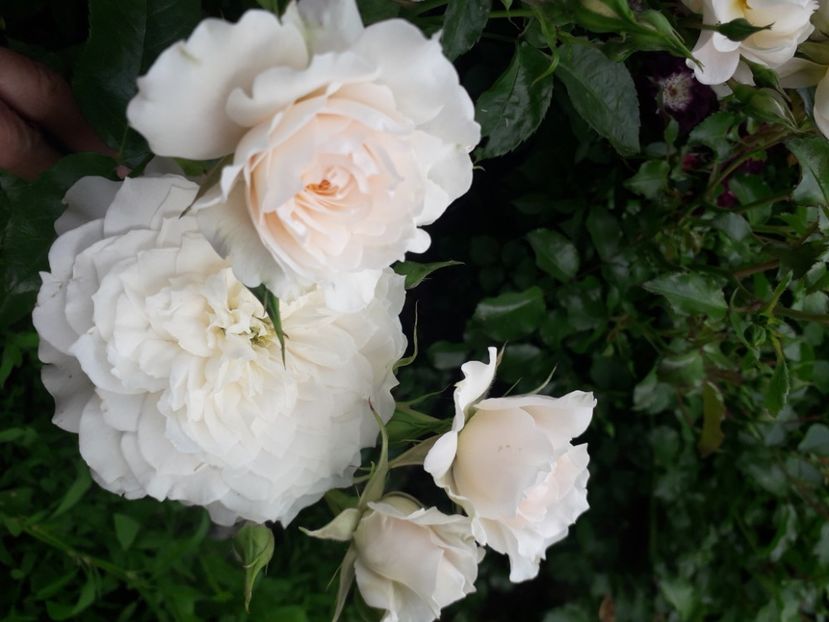  - Nadine Xella Ricci 1