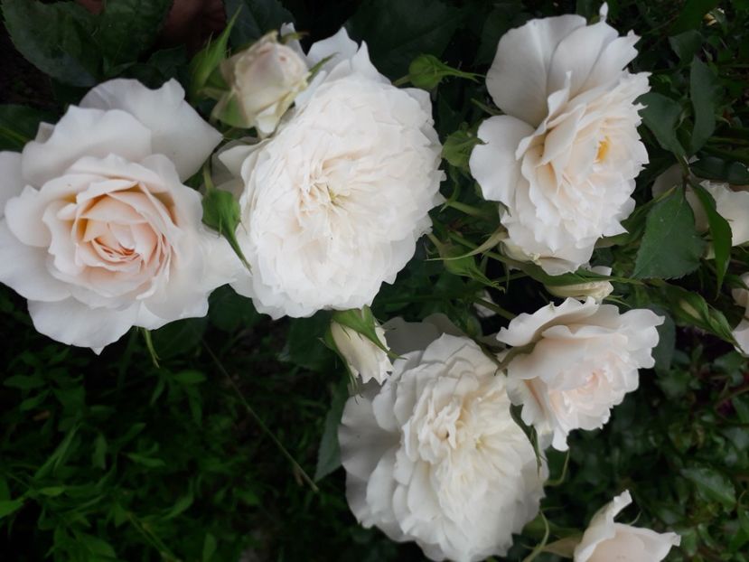  - Nadine Xella Ricci 1