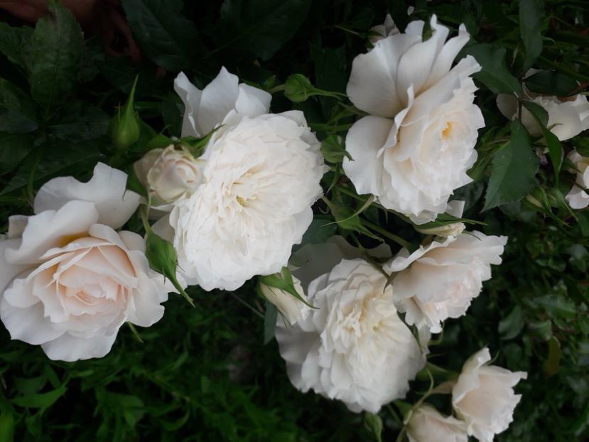  - Nadine Xella Ricci 1