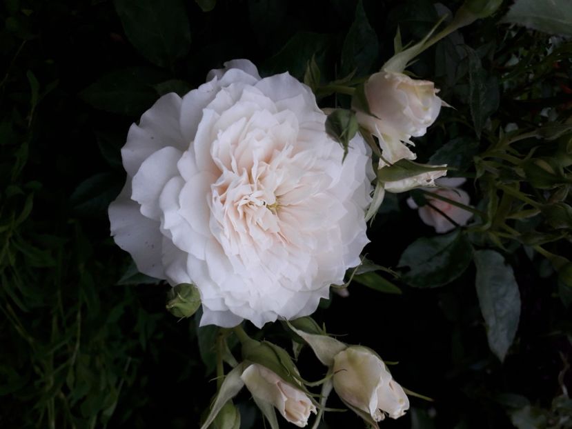  - Nadine Xella Ricci 1