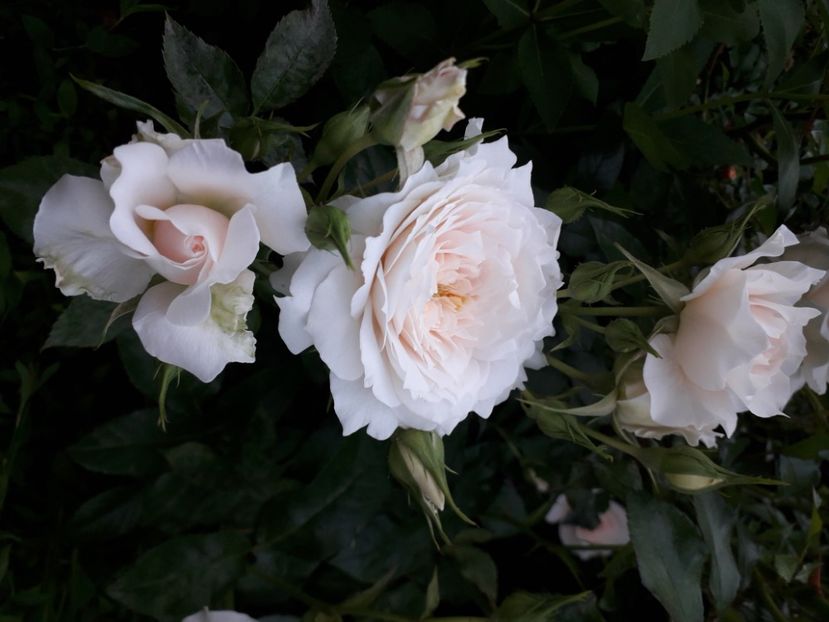  - Nadine Xella Ricci 1