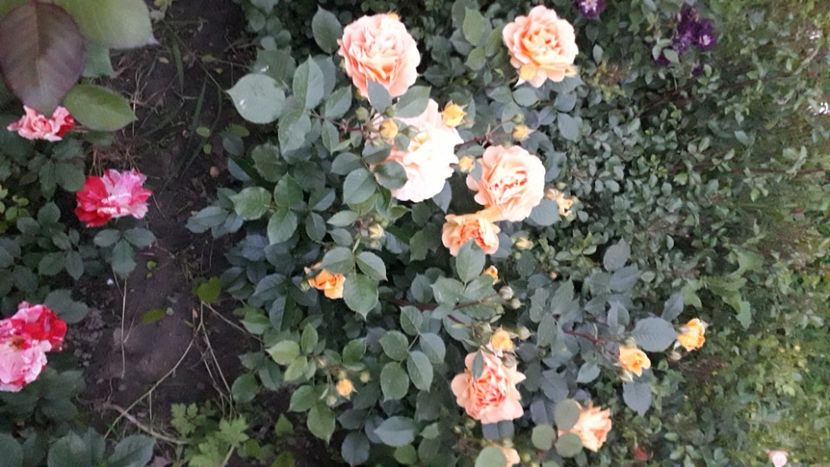  - Nadine Xella Ricci 1