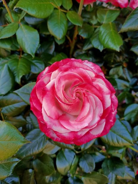 IMG20210614200819 - Ghici ghicitoarea mea