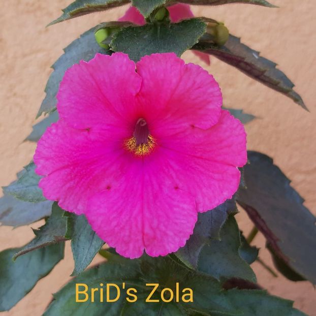  - Achi din semințe BriDs 2021