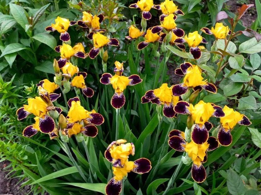 196803638_4032129300202309_2680291907445921416_n (1) - IRISI 2021