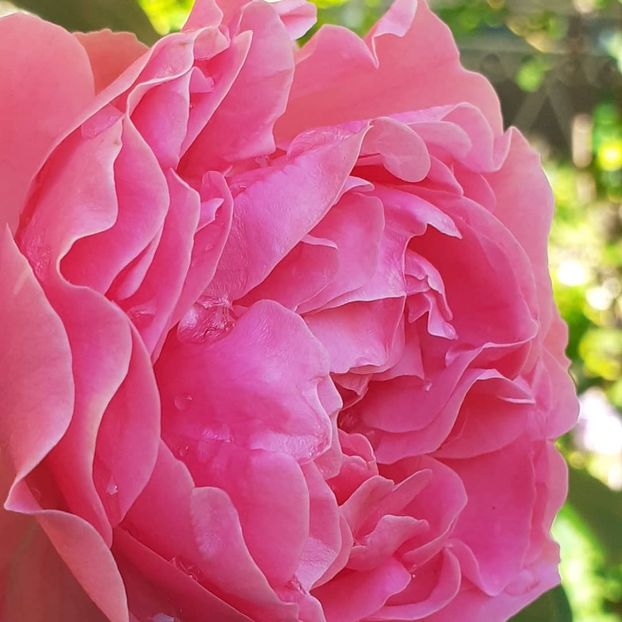  - Pink Leonardo 2021 - 2022 - 2023