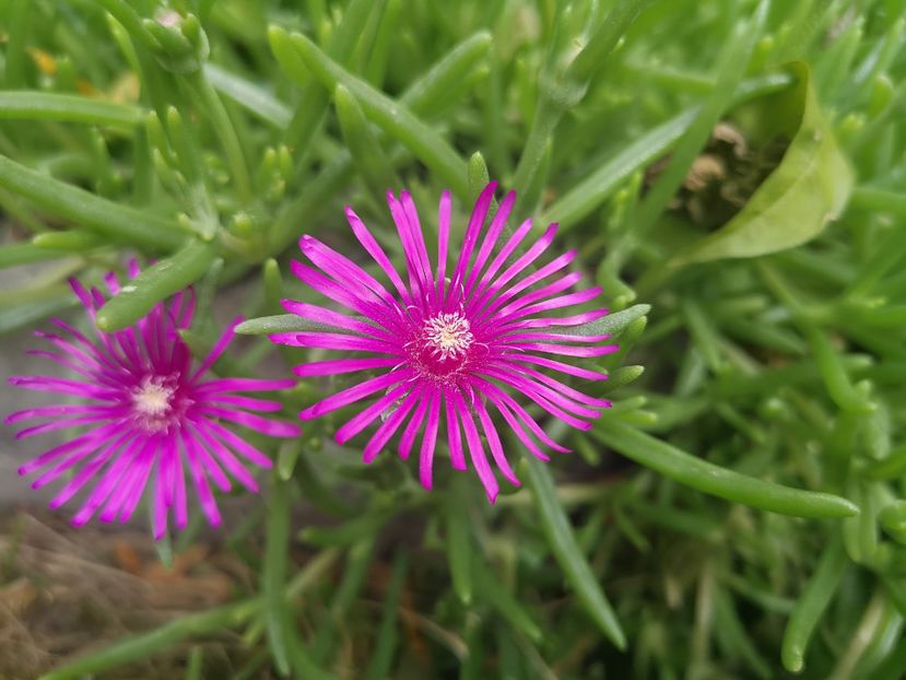 Delosperma Cooperi - 2021