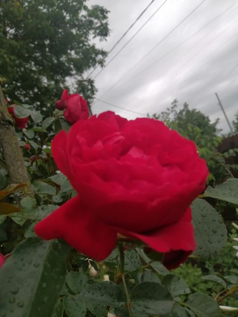  - Florentina urcator