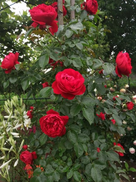  - Florentina urcator