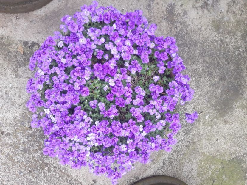 Aubrieta - DE PRIN CURTE