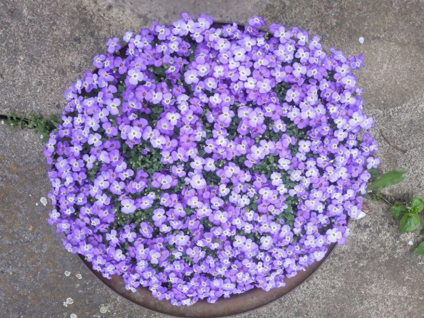 Aubrieta - DE PRIN CURTE