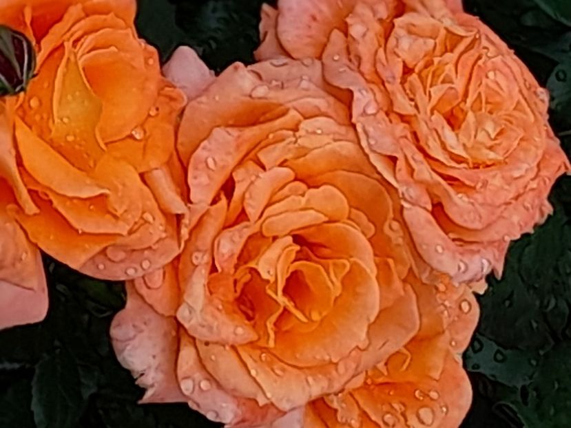 Flora danica - 2021 trandafiri