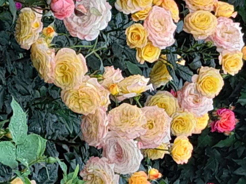 Gartenspass - 2021 trandafiri