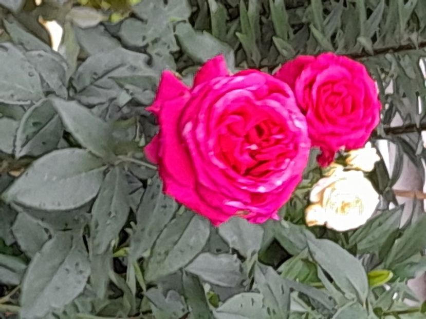 Harry - 2021 trandafiri