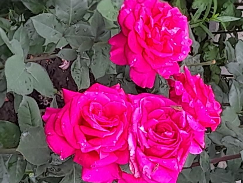 Gorgeny - 2021 trandafiri