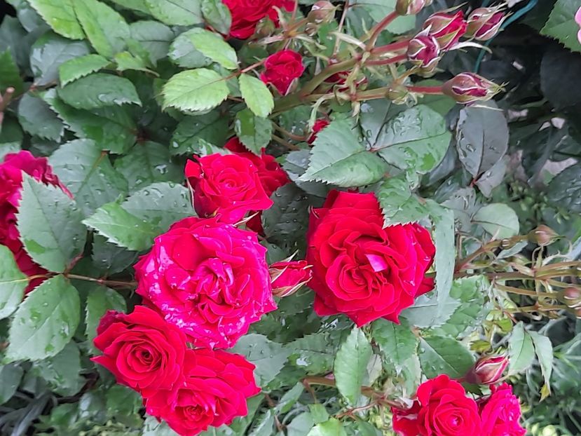 Mini no name - 2021 trandafiri