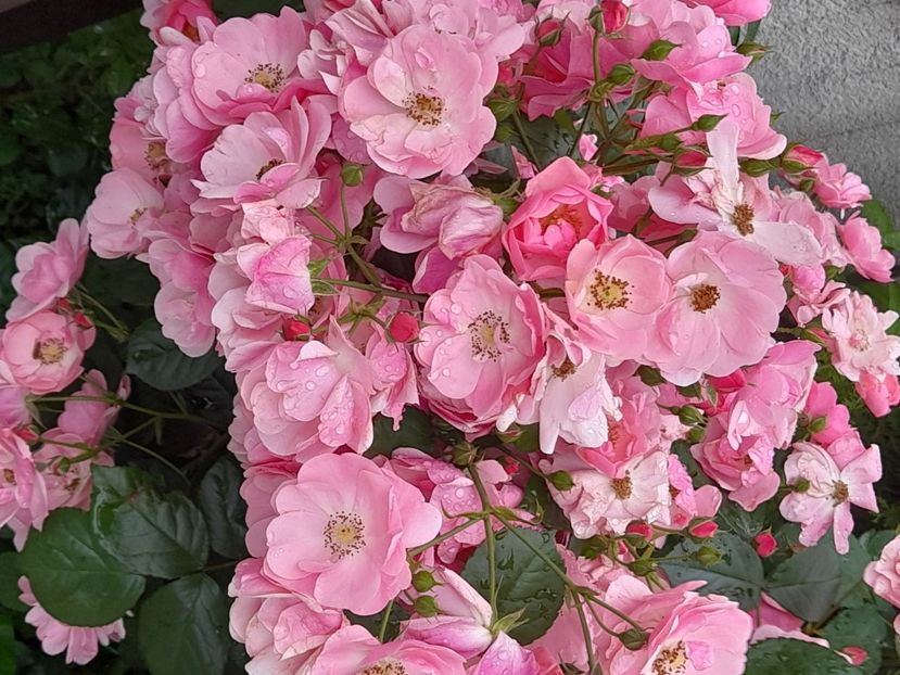 Angela - 2021 trandafiri