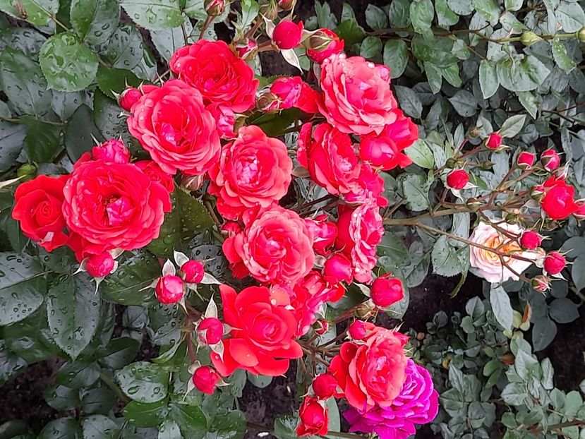 Chica flower circus - 2021 trandafiri