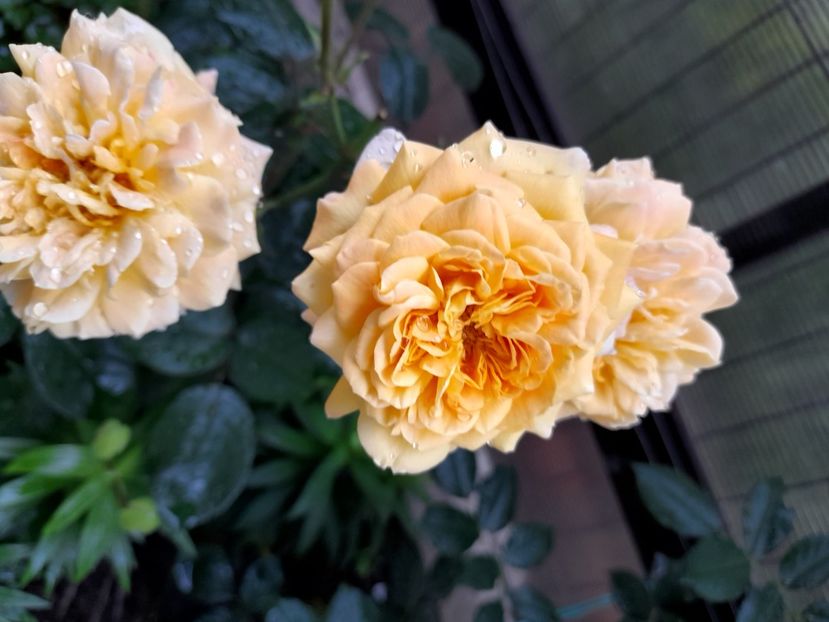 Georges d - 2021 trandafiri