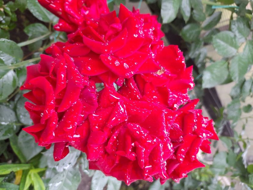 Nicollo paganini - 2021 trandafiri