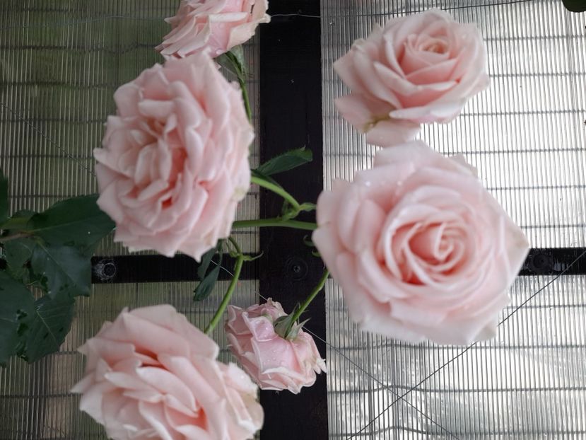 Lacre - 2021 trandafiri