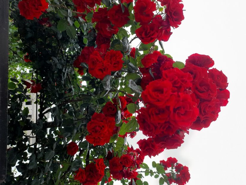 Santana sau sympatie - 2021 trandafiri