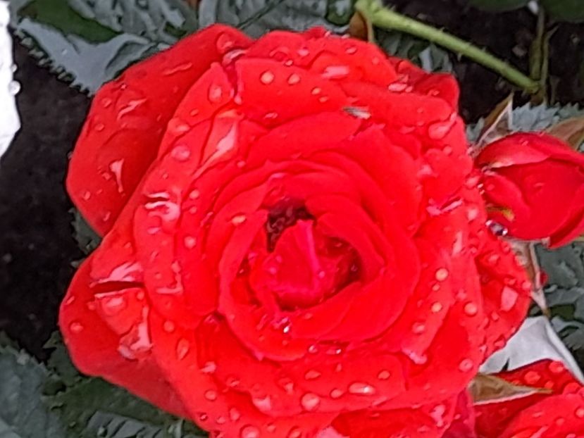 Mini no name - 2021 trandafiri