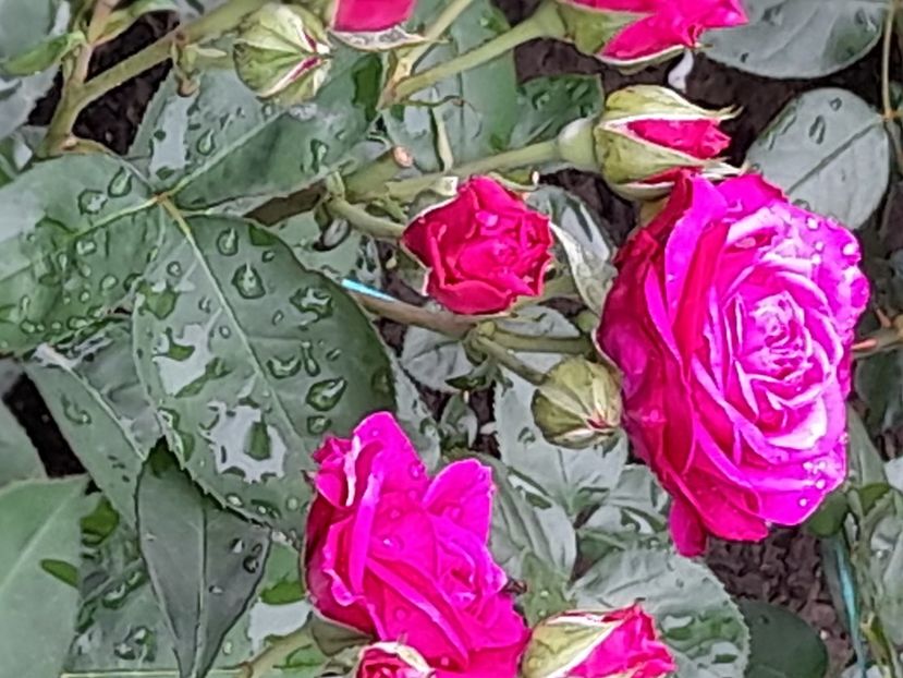 Heidi klumm - 2021 trandafiri