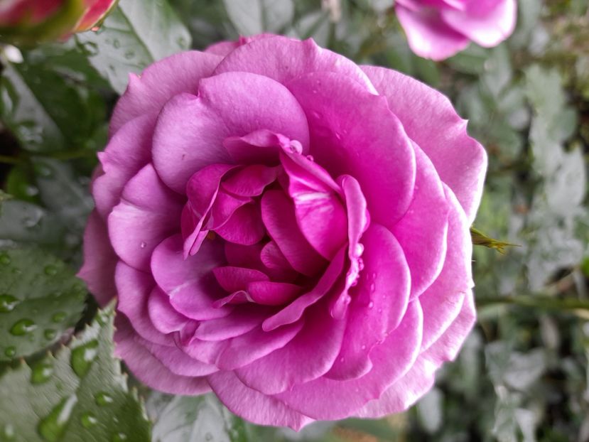 Lavender flower circus - 2021 trandafiri