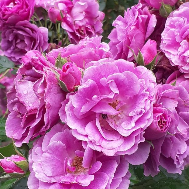  - Minerva 2021 - 2022