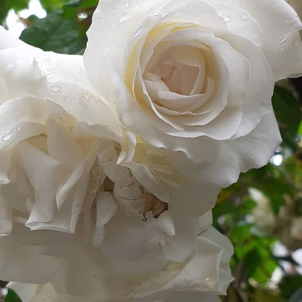  - Swan Lake 2021 - 2022- 2023 - 2024