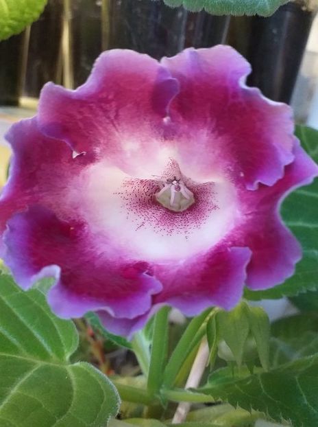 S - 7 - Gloxinii 2021