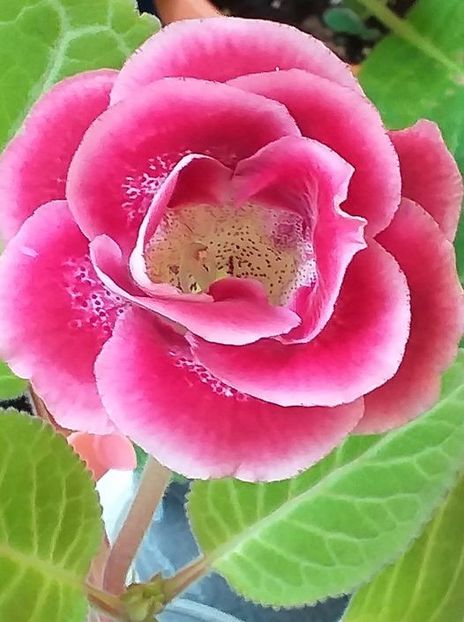 B - 3 - Gloxinii 2021