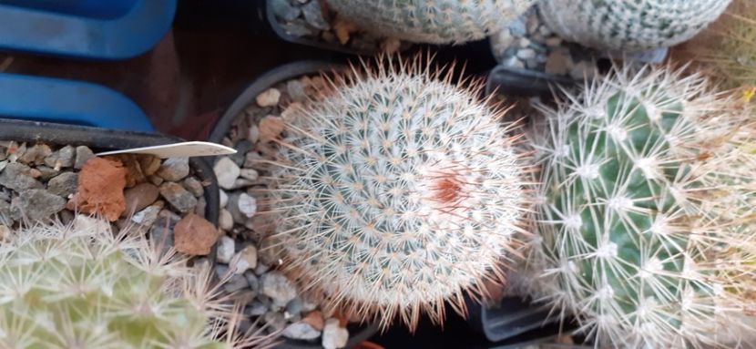 Mammillaria dixanthocentrum 25 lei - Vanzare cactusi 2021