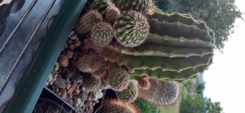 Echinopsis 30 lei colonia - Vanzare cactusi 2021