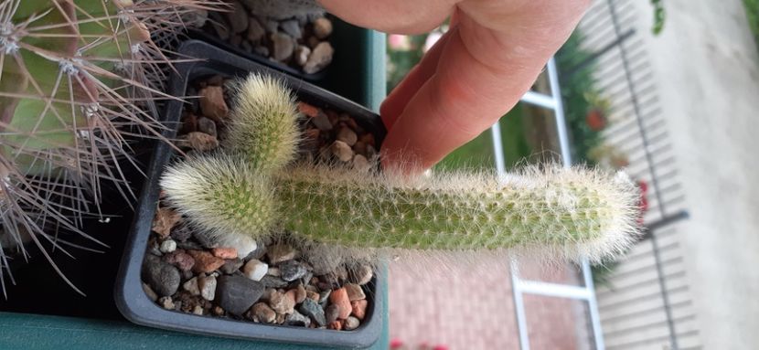 VÂNDUT.Hildewintera colademononis 25 lei - Vanzare cactusi 2021