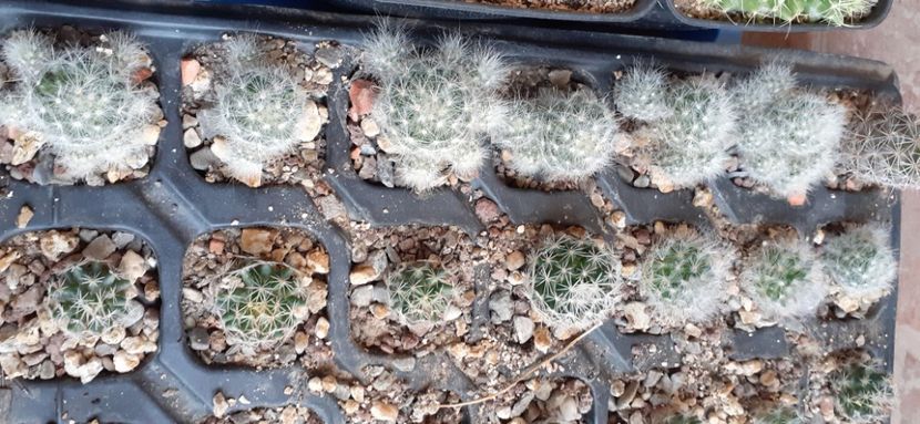 Mammillaria glasii siberiensis 15 lei - Vanzare cactusi 2021