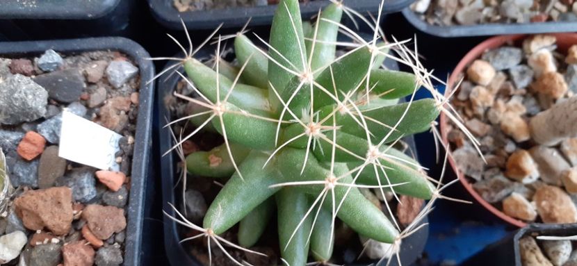 Mammillaria longimamma 15 lei - Vanzare cactusi 2021