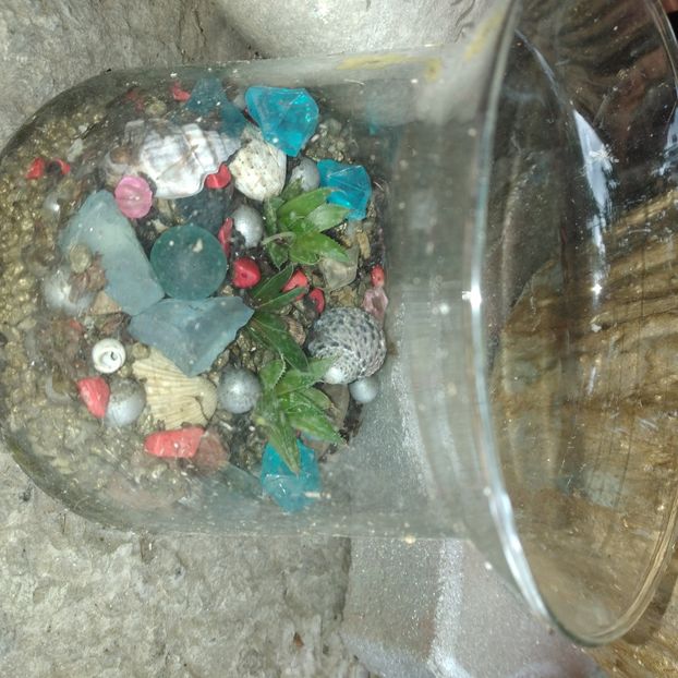  - Colectie CACTUSI - SUCULENTE