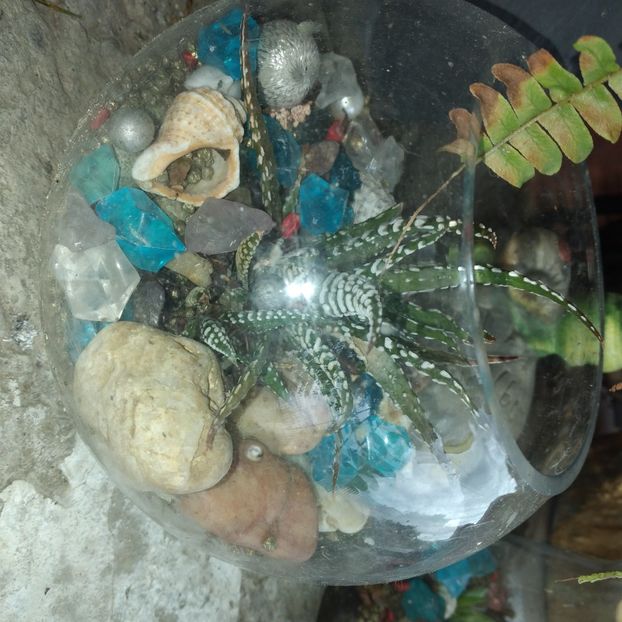  - Colectie CACTUSI - SUCULENTE