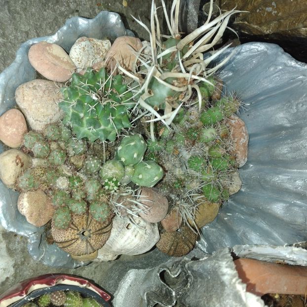  - Colectie CACTUSI - SUCULENTE