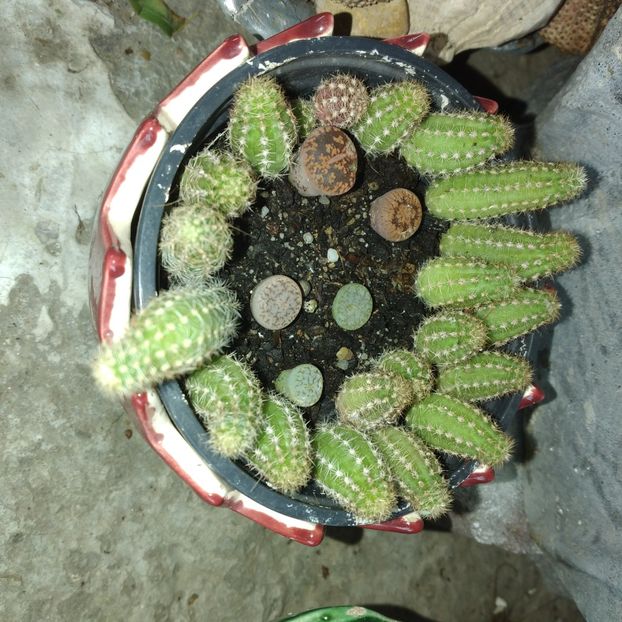 - Colectie CACTUSI - SUCULENTE