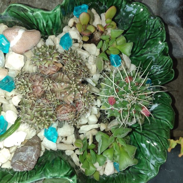  - Colectie CACTUSI - SUCULENTE