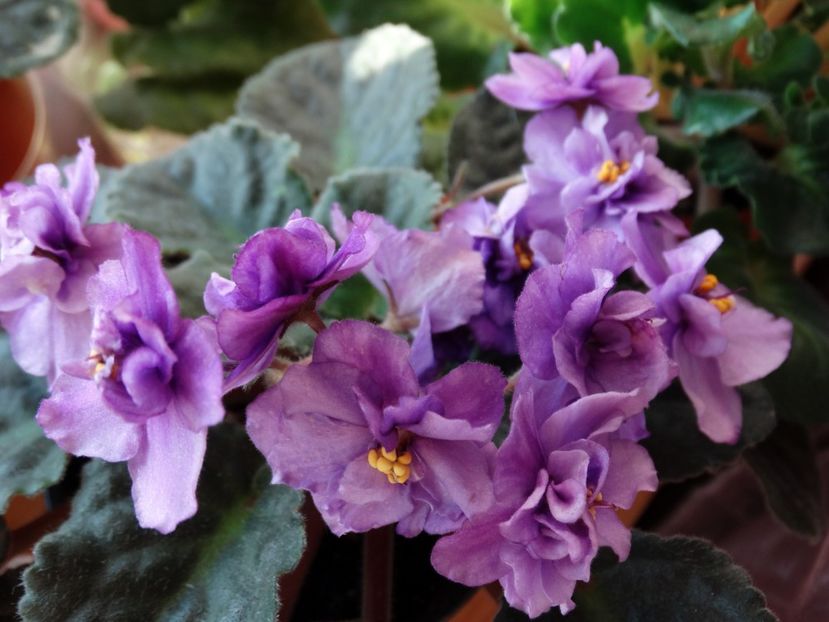  - Double Black Cherry