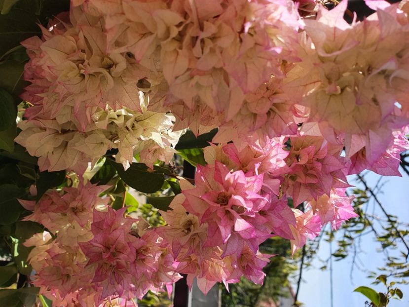  - Bouga Limberlost beauty