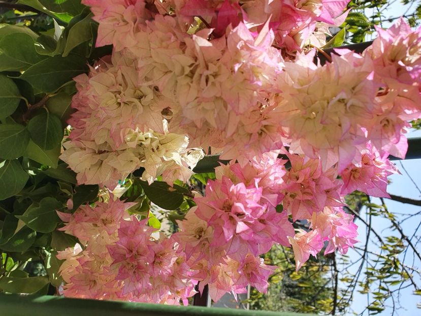  - Bouga Limberlost beauty