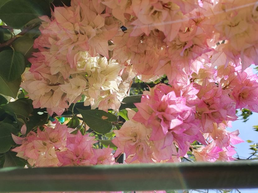  - Bouga Limberlost beauty