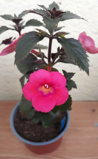 2021 - 0001 2022 - Candy Girl